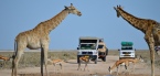Holiday to Etosha National Park Namibia