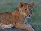 Safari holidays from Escape Worldwide