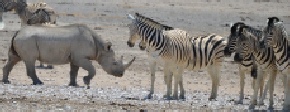 Holiday to Etosha National Park Namibia