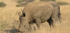 Holidays to South Africa's Game Reserves and Safari Parks with Escape Worldwide