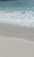 Three centre holiday to New York, Barbados & Miami