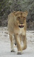 Safari holiday in Namibia - Namibia Delight