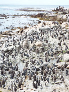 Cape Town & the Garden Route Fly-Drive Holidays