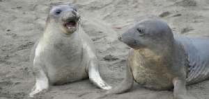 Holidays to Pismo Beach and the California Coast with Escape Worldwide