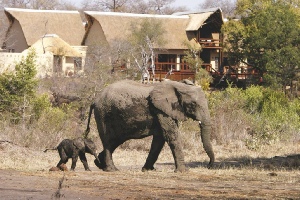 Holiday to Elephant Plains Game Lodge, Kruger, South Africa