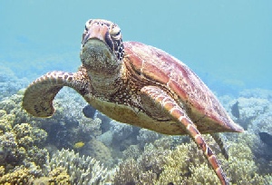 Holidays to Australia with Escape Worldwide - Great Barrier Reef (copyright Tourism Port Douglas and Daintree)