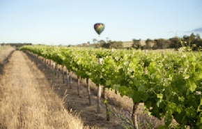 Holidays to Australia with Escape Worldwide - Barossa Valley SA (copyright South Australian Tourism Commission)