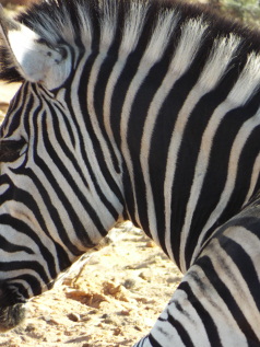 Kruger, the Panorama Route & Cape Town Fly-Drive Holiday