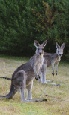Holidays to Australia with Escape Worldwide - Kangaroos (copyright Tourism Australia / Time Out Australia)