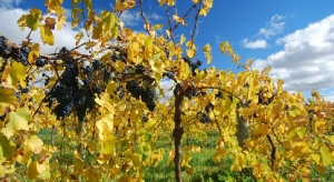 Holidays to the Novotel Barossa Valley Resort South Australia