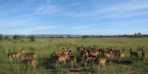 Safari holidays to Kenya - 5 night Samburu & the Mara flying safari