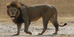 Safari holiday in Tanzania