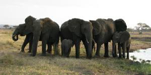 Safari holiday in Tanzania
