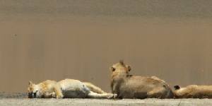 Safari holiday in Tanzania - 8 night Elewana Air Safari