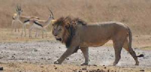 Safari holiday in Tanzania - 3 night Serengeti Flying Safari