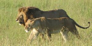 Safari holidays in Kenya - 2 night Tsavo Explorer safari excursion