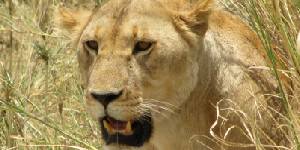 Safari holiday in Kenya - 3 night Baby Cheetah safari