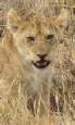 Safari holiday in Kenya - 3 night Parks & Peaks safari excursion