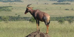 Safari holidays to Kenya - 6 night Intrepids Air safari