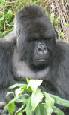 Rwanda gorillas plus Kenya safari holiday
