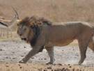 Safaris in Tanzania