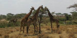 Safari holidays in Kenya - 5 night Kili safari