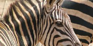 Safari holiday in Tanzania - 6 night Sopa Serengeti Safari