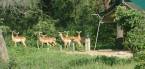 Holidays to Ruaha National Park, Tanzania