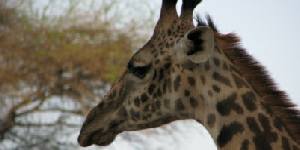 Safari holiday in Tanzania - 7 night Ngorongoro Safari