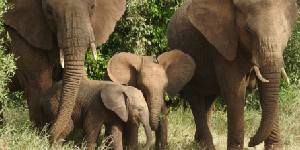 Safari holidays in Kenya