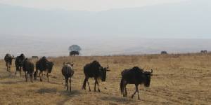 Safari holiday in Kenya and Tanzania - 13 night Great Migration safari