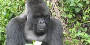Rwanda gorillas plus Kenya Safari