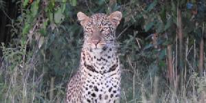 Safari holidays in Kenya