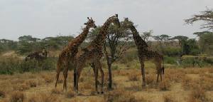 Safari holiday in Tanzania - 4 night Tanzania Discovery Safari
