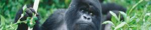 Holidays to Rwanda and Uganda with Escape Worldwide