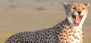 Driving safaris in Kenya