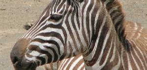 Safari holidays to Kenya