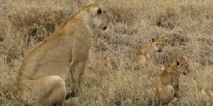 Safari holidays in East Africa - 9 night Kenya & Tanzania safari