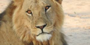 Safari holidays in Kenya