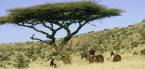 Holidays to Laikipia and Lewa, Kenya
