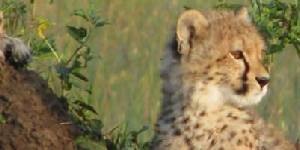 Safari holidays in Kenya - 7 night Cheetah safari