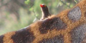 Safari holiday in Tanzania - 4 night Tanzania Discovery Safari