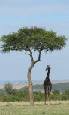 Tanzania safari plus beach holiday