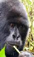 Rwanda gorillas plus Kenya safari holiday