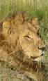 Safari holidays to Kenya - 5 night Samburu & the Mara flying safari