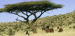 Holiday to Laikipia and Lewa Downs, Kenya