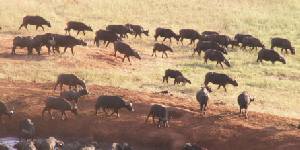 Safari holidays in Kenya - 2 night Tsavo Explorer safari excursion
