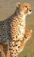Safari holiday in Kenya - 7 night Cheetah safari