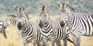 Safari holidays in Kenya
