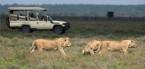 Holidays to the Serengeti National Park, Tanzania